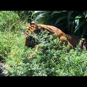 Meet your Posher, Louis